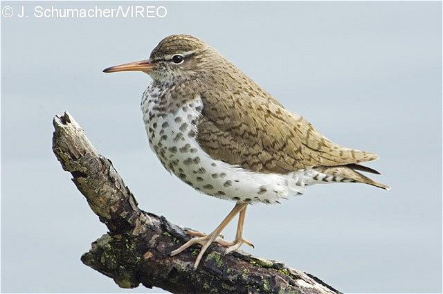 Spotted Sandpiper